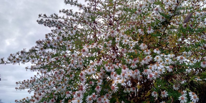 Symphyotrichum (Aster) lateriflorum 'Chloe'